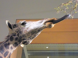 giraffe_tongu.jpg