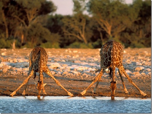 жираф, žirafa, giraffe
