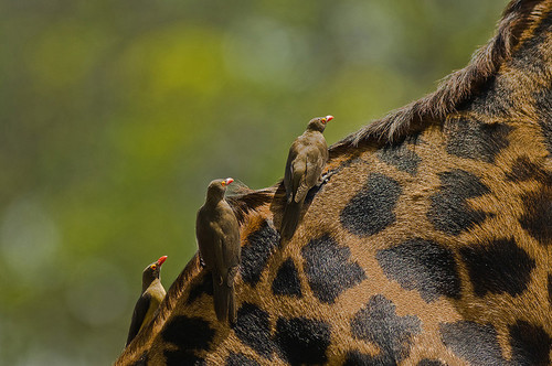 жираф, žirafa, giraffe, oxpecker