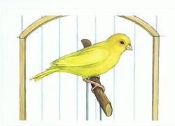 Канарейка. Карточки для детей