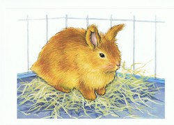 Карликовый кролик. Карточки для детей