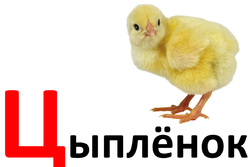 Азбука. Дидактические карточки Ц